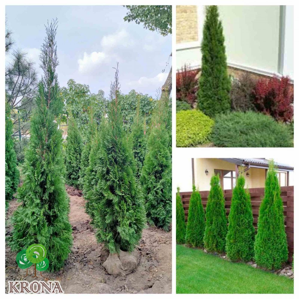 Саджанці купити Туя західна "Смарагд"/Thuja occidentalis "Smaragd" /Н 150-170  см/ком