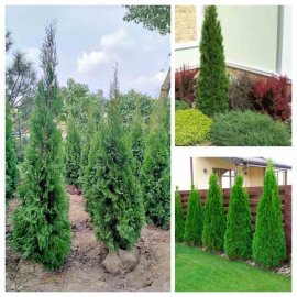 Туя західна "Смарагд"/Thuja occidentalis "Smaragd" /Н 150-170  см/ком