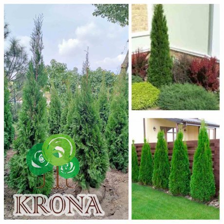 Саджанці купити Туя західна "Смарагд"/Thuja occidentalis "Smaragd" /Н 150-170  см/ком