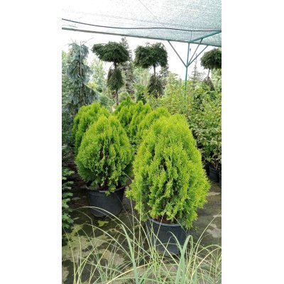 Саджанці купити Туя східна  "Ауреа Нана"/  (Thuja orientalis "Aurea Nana") /Н 80-90 см/ контейнер  35 L