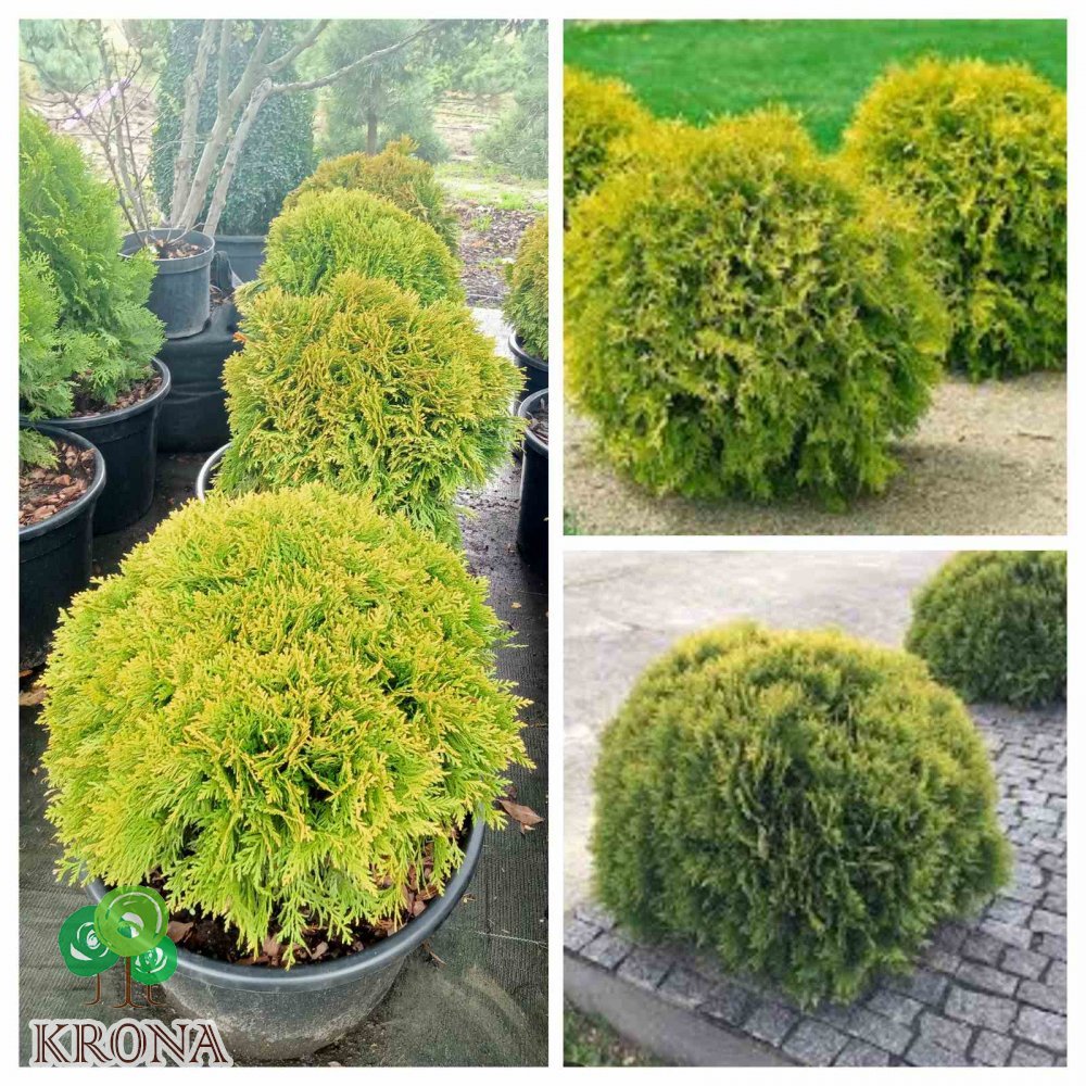 Саджанці купити Туя західна (Thuja occidentalis) "Mirjam"/ Міріам/D 50*50  см/ контейнер С 35 L