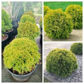 Туя західна (Thuja occidentalis) "Mirjam"/ Міріам/D 50*50 см/ контейнер С 35 L Туя західна (Thuja occidentalis) "Mirjam"/ Міріам/D 50*50 см/ контейнер С 35 L