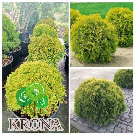 Саджанці купити Туя західна (Thuja occidentalis) "Mirjam"/ Міріам/D 50*50  см/ контейнер С 35 L