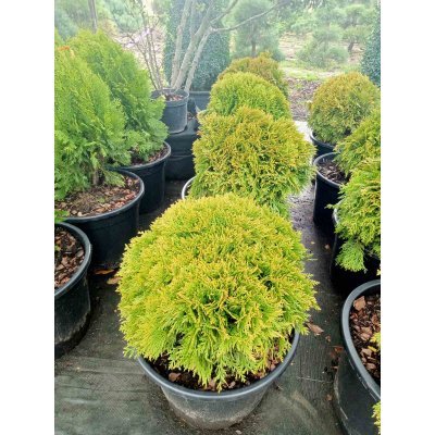 Саджанці купити Туя західна (Thuja occidentalis) "Mirjam"/ Міріам/D 50*50  см/ контейнер С 35 L