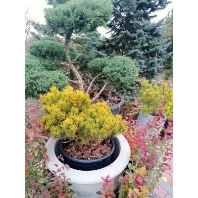 Саджанці купити Сосна гірська "Winter Gold"/D 60-60 см/контейнер С 35 L