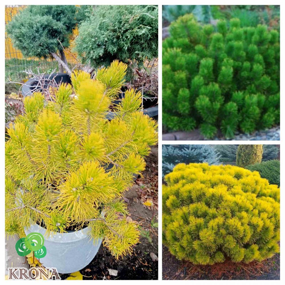 Саджанці купити Сосна гірська "Winter Gold" /Н 45-55 см/контейнер 15 L