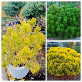 Сосна гірська "Winter Gold" /Н 45-55 см/контейнер 15 L Сосна гірська "Winter Gold" /Н 45-55 см/контейнер 15 L
