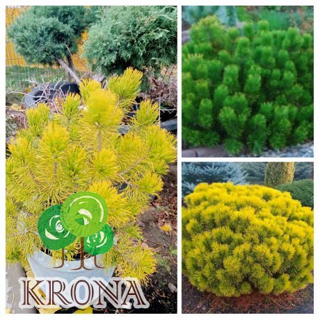Саджанці купити Сосна гірська "Winter Gold" /Н 45-55 см/контейнер 15 L