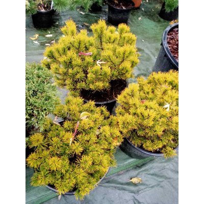 Саджанці купити Сосна гірська "Winter Gold"/D 60-60 см/контейнер С 35 L