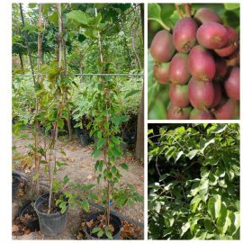 Актинідія гостролиста "Ананасна" (Actinidia arguta) / контейнер С5 L Актинідія гостролиста "Ананасна" (Actinidia arguta) / контейнер С5 L