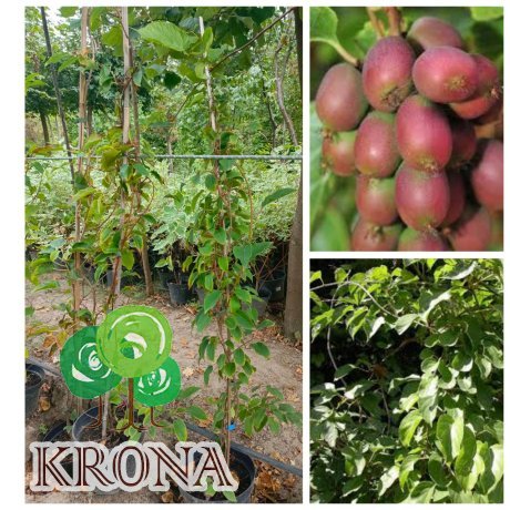 Саджанці купити Актинідія гостролиста "Ананасна"  (Actinidia arguta) / контейнер С5 L