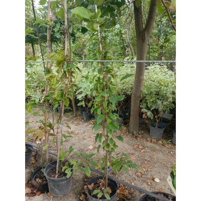 Саджанці купити Актінідія аргута "Вейк"  (Actinidia arguta) "Weiki"  / жіноча / контейнер С5 L