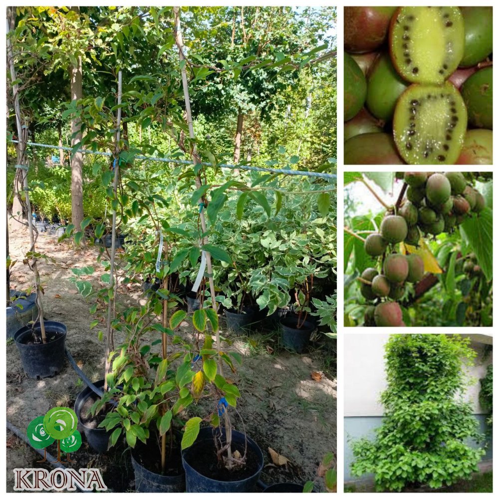 Саджанці купити Актінідія аргута "Вейк"  (Actinidia arguta) "Weiki"  / жіноча / контейнер С5 L