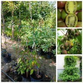 Актінідія аргута "Вейк"  (Actinidia arguta) "Weiki"  / жіноча / контейнер С5 L