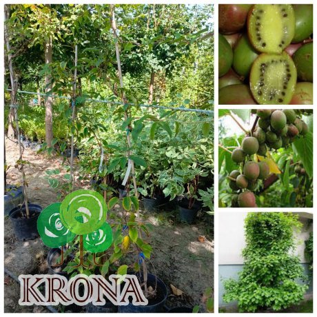 Саджанці купити Актінідія аргута "Вейк"  (Actinidia arguta) "Weiki"  / жіноча / контейнер С5 L