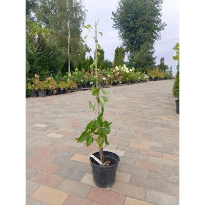 Саджанці купити Актинідія аргута (Actinidia arguta) "Vitikiwi" / контейнер C 5 L
