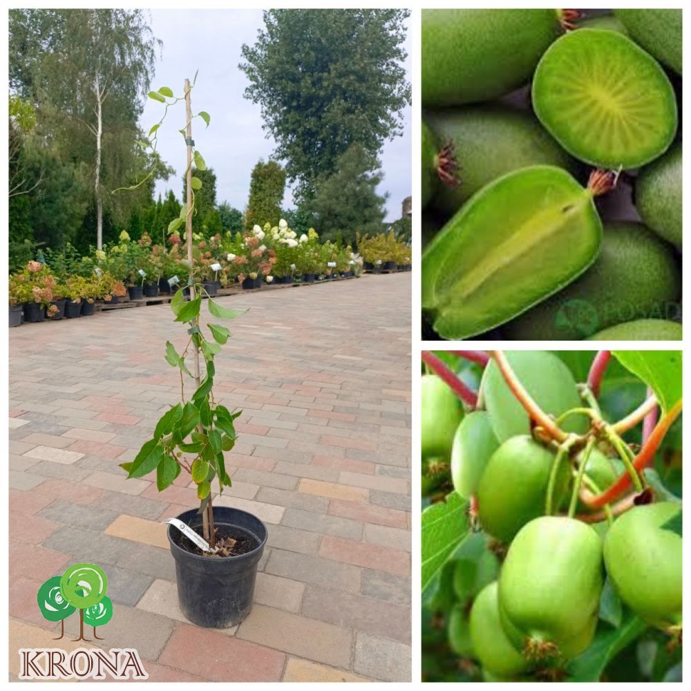 Саджанці купити Актинідія аргута (Actinidia arguta) "Vitikiwi" / контейнер C 5 L