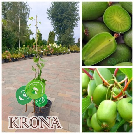 Саджанці купити Актинідія аргута (Actinidia arguta) "Vitikiwi" / контейнер C 5 L