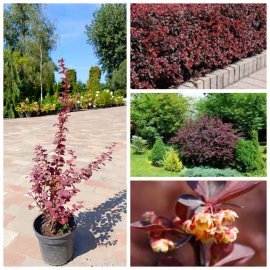 Барбарис Тунберга "Atropurpurea" / контейнер C3 L Барбарис Тунберга "Atropurpurea" / контейнер C3 L