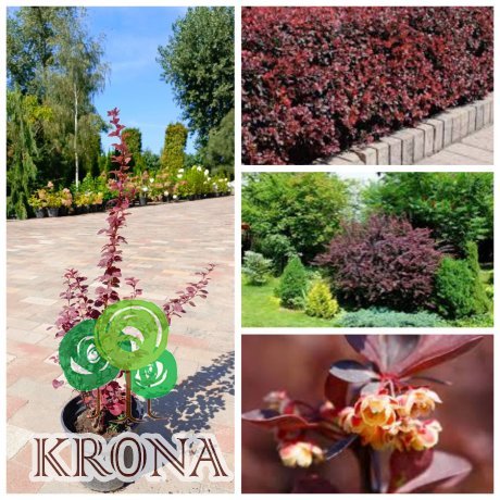 Саджанці купити Барбарис Тунберга "Atropurpurea" / контейнер C3 L