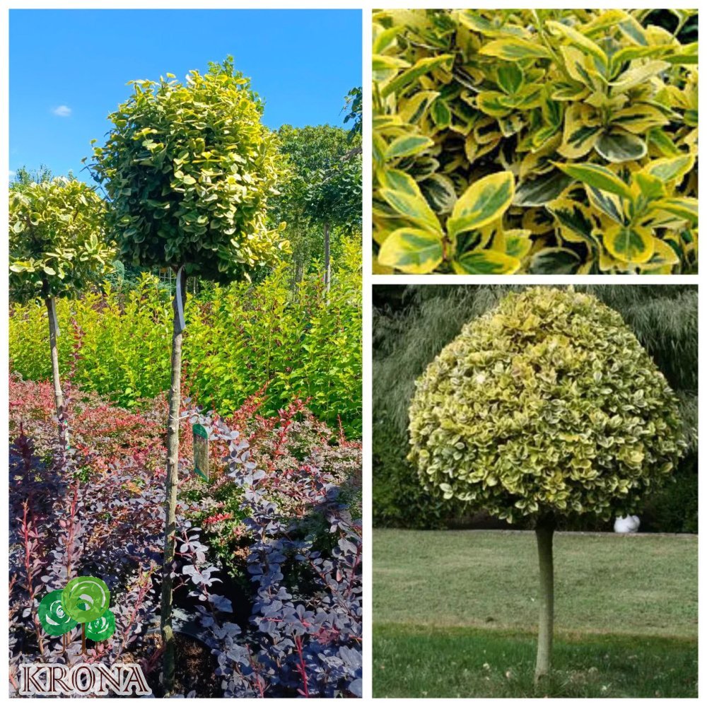 Саджанці купити Бересклет японский "Емералд Голд" штамб (Euonymus japonicus) "Emerald'n Gold"  / Stam 90  см/ контейнер С 15 L