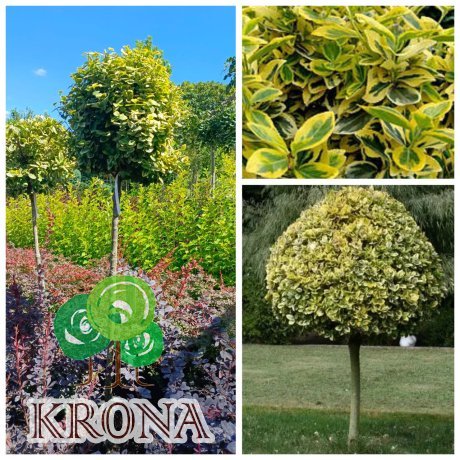 Саджанці купити Бересклет японский "Емералд Голд" штамб (Euonymus japonicus) "Emerald'n Gold"  / Stam 90  см/ контейнер С 15 L