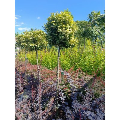 Саджанці купити Бересклет японский "Емералд Голд" штамб (Euonymus japonicus) "Emerald'n Gold"  / Stam 90  см/ контейнер С 15 L