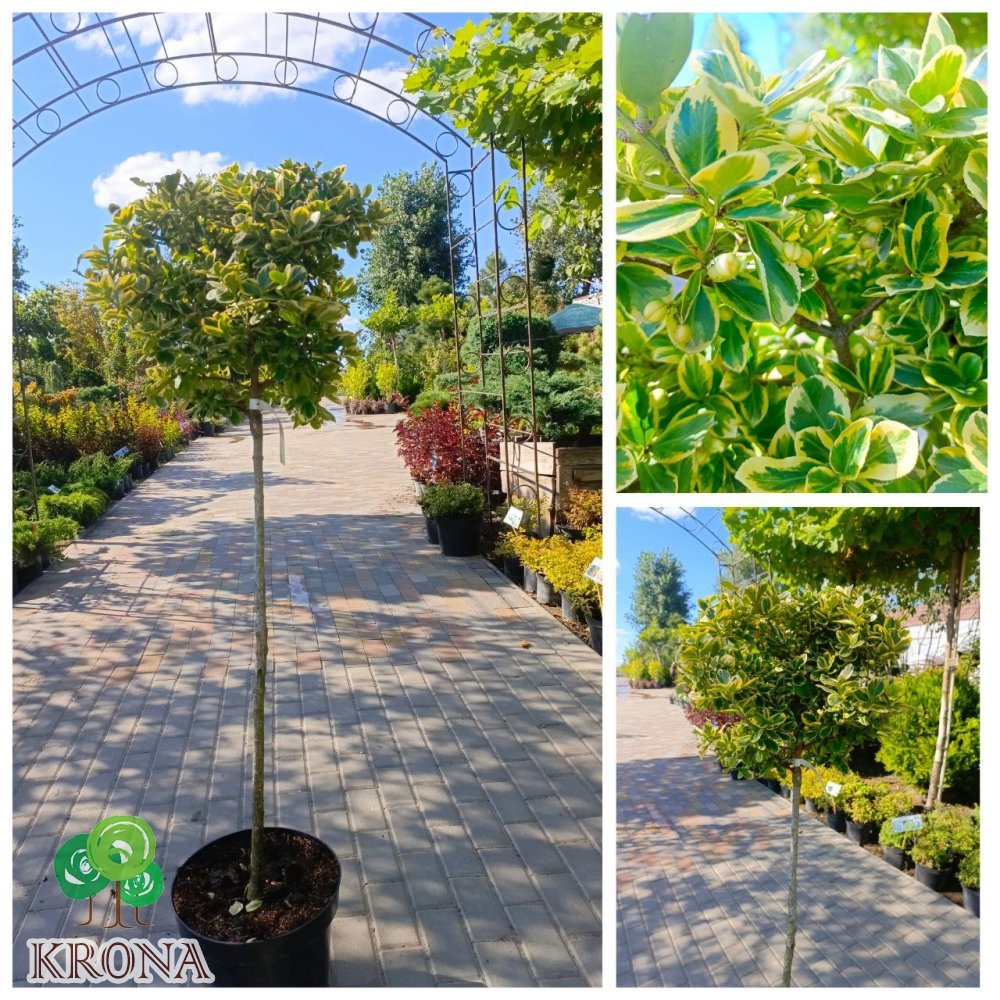 Саджанці купити Бересклет Форчуна "Кенедейл Голд" штамб (Euonymus fortunei) "Canadale Gold"/Stam  90  см/контейнер C15 L