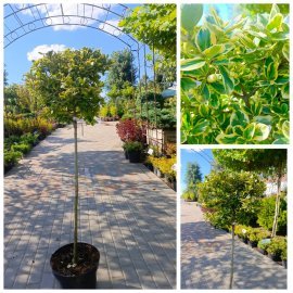 Бересклет Форчуна "Кенедейл Голд" штамб (Euonymus fortunei) "Canadale Gold"/Stam  90  см/контейнер C15 L