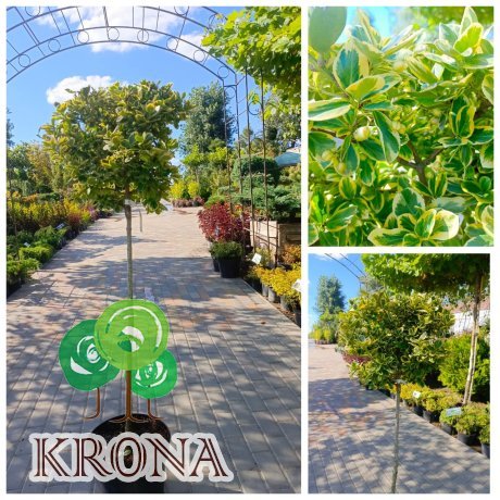 Саджанці купити Бересклет Форчуна "Кенедейл Голд" штамб (Euonymus fortunei) "Canadale Gold"/Stam  90  см/контейнер C15 L