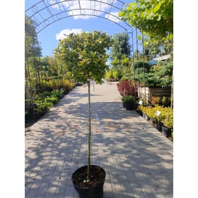 Саджанці купити Бересклет Форчуна "Кенедейл Голд" штамб (Euonymus fortunei) "Canadale Gold"/Stam  90  см/контейнер C15 L