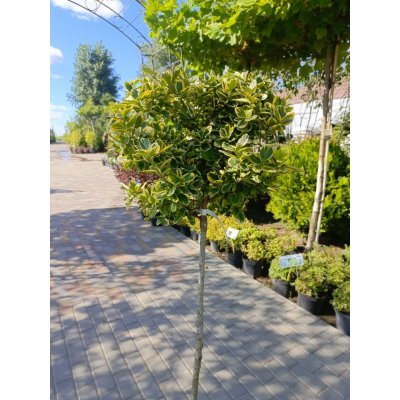 Саджанці купити Бересклет Форчуна "Кенедейл Голд" штамб (Euonymus fortunei) "Canadale Gold"/Stam  90  см/контейнер C15 L