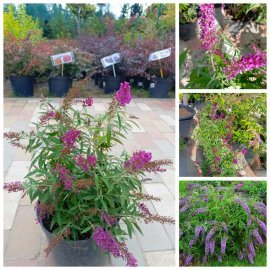 Буддлея Давида "Баттерфляй Тауер" (Buddleja Davidii) "Butterfly Tower" / контейнер C7.5 L