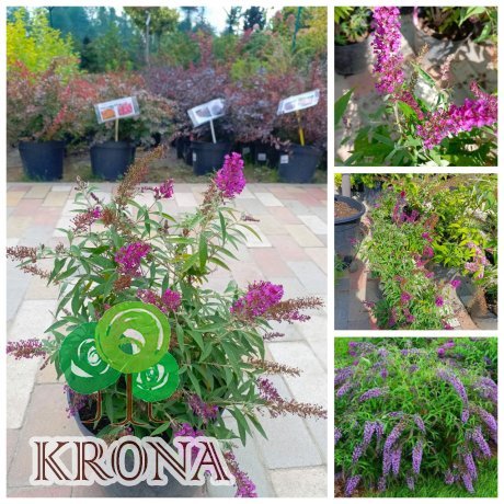 Саджанці купити Буддлея Давида "Баттерфляй Тауер" (Buddleja Davidii) "Butterfly Tower" / контейнер C7.5 L