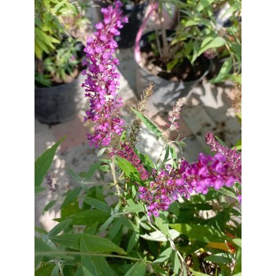 Саджанці купити Буддлея Давида "Баттерфляй Тауер" (Buddleja Davidii) "Butterfly Tower" / контейнер C7.5 L