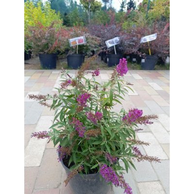Саджанці купити Буддлея Давида "Баттерфляй Тауер" (Buddleja Davidii) "Butterfly Tower" / контейнер C7.5 L