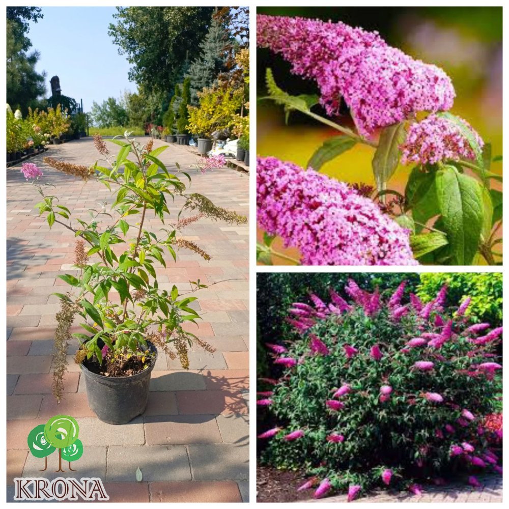 Саджанці купити Буддлея Давида "Пінк Делайт"(Buddleja Davidii) "Pink Delight" / контейнер C7.5 L