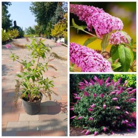 Буддлея Давида "Пінк Делайт"(Buddleja Davidii) "Pink Delight" / контейнер C7.5 L