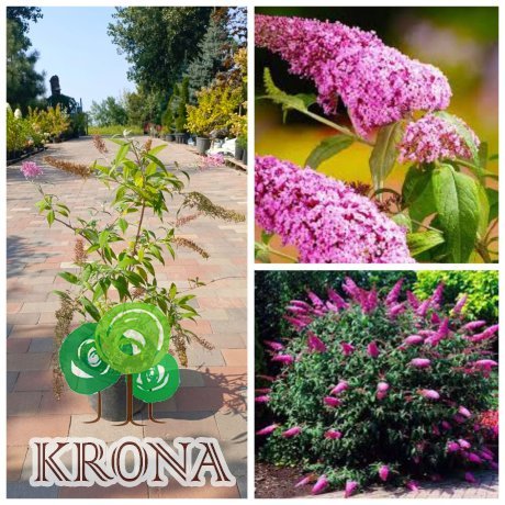 Саджанці купити Буддлея Давида "Пінк Делайт"(Buddleja Davidii) "Pink Delight" / контейнер C7.5 L