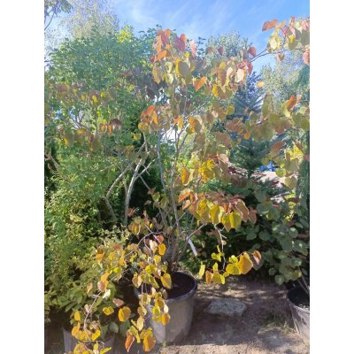 Саджанці купити Церцис/ Багряник канадський "Мерлот" (Cercis canadensis) "Merlot" /Н 200 см+ /контейнер С65 L 