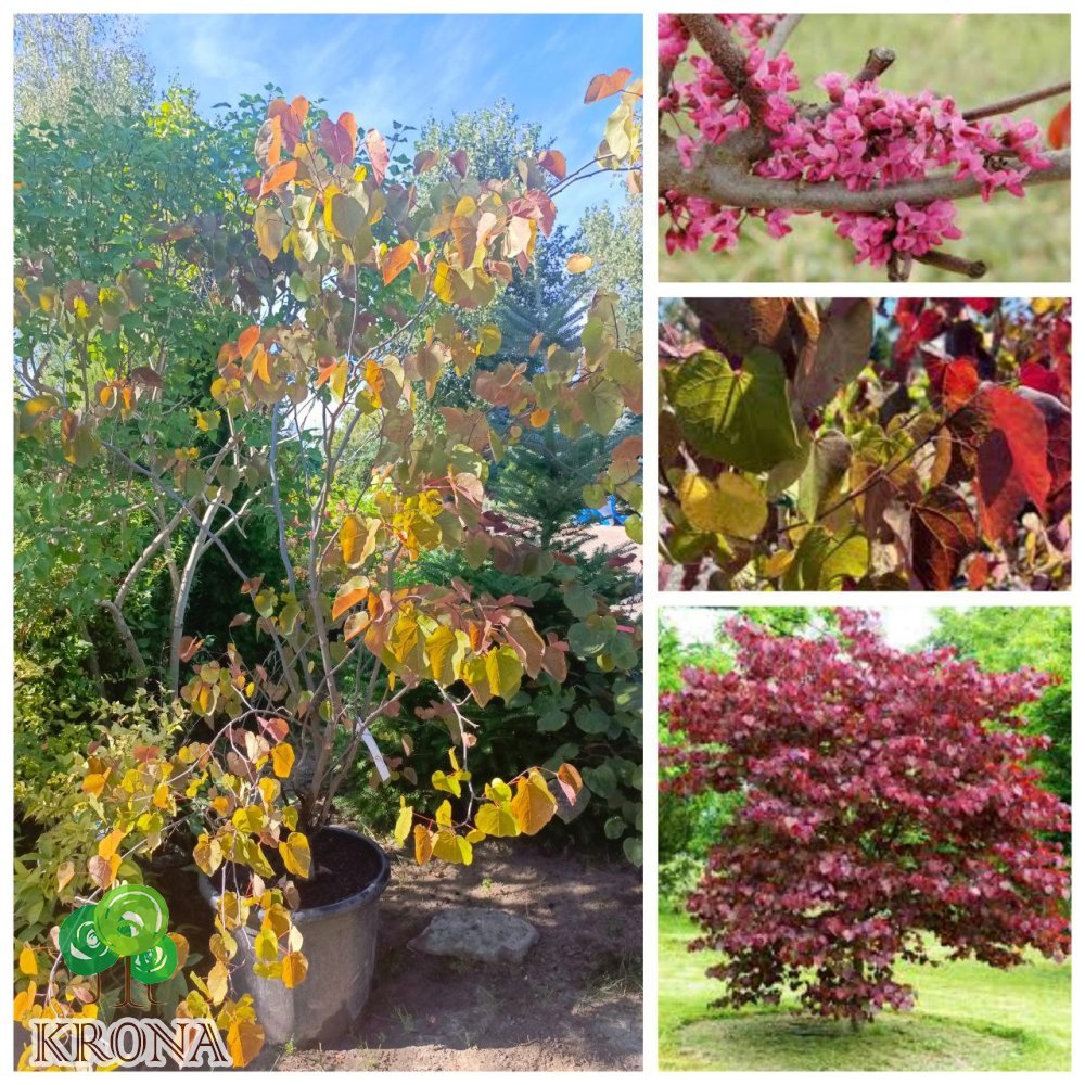 Саджанці купити Церцис/ Багряник канадський "Мерлот" (Cercis canadensis) "Merlot" /Н 200 см+ /контейнер С65 L 
