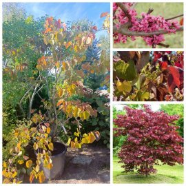 Церцис/ Багряник канадський "Мерлот" (Cercis canadensis) "Merlot" /Н 200 см+ /контейнер С65 L Церцис/ Багряник канадський "Мерлот" (Cercis canadensis) "Merlot" /Н 200 см+ /контейнер С65 L