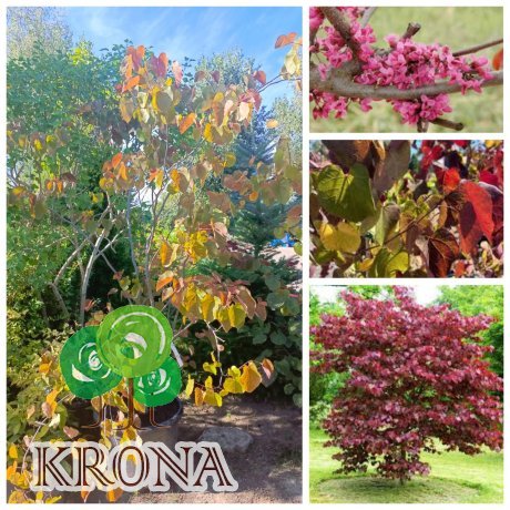 Саджанці купити Церцис/ Багряник канадський "Мерлот" (Cercis canadensis) "Merlot" /Н 200 см+ /контейнер С65 L 