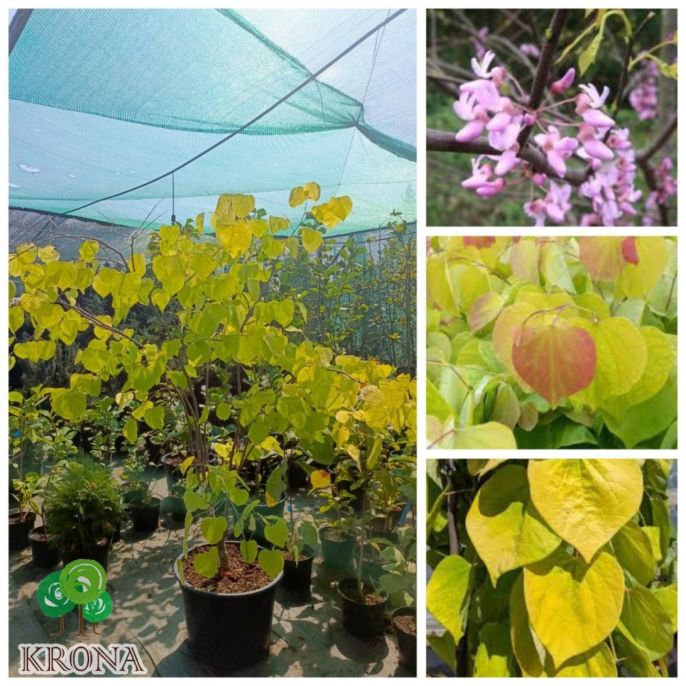 Саджанці купити Церцис /Багряник канадський "Харт оф Голд" (Cercis canadensis) "Hearts of Gold" / Н 160-200 см / контейнер С 35 L