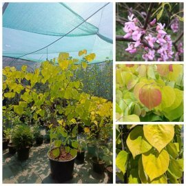 Церцис /Багряник канадський "Харт оф Голд" (Cercis canadensis) "Hearts of Gold" / Н 160-200 см / контейнер С 35 L Церцис /Багряник канадський "Харт оф Голд" (Cercis canadensis) "Hearts of Gold" / Н 160-200 см / контейнер С 35 L