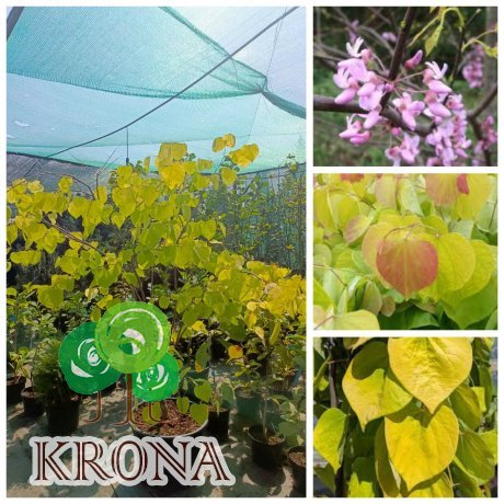 Саджанці купити Церцис /Багряник канадський "Харт оф Голд" (Cercis canadensis) "Hearts of Gold" / Н 160-200 см / контейнер С 35 L