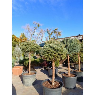 Саджанці купити Ялина колюча (Picea pungens) "Glauca"" на штамбі/Stam 80-110 см/НО 18-20 см/ контейнер 50L
