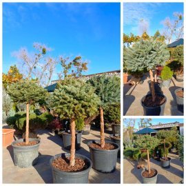 Ялина колюча (Picea pungens) "Glauca"" на штамбі/Stam 80-110 см/НО 18-20 см/ контейнер 50L