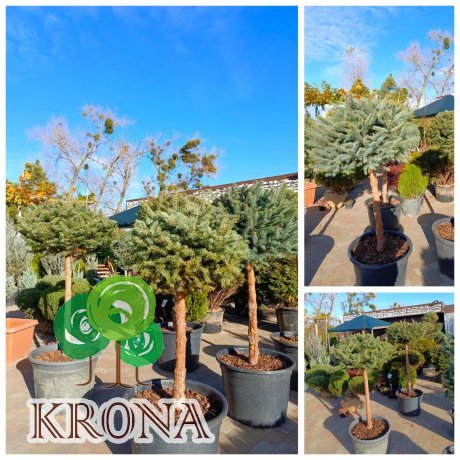 Саджанці купити Ялина колюча (Picea pungens) "Glauca"" на штамбі/Stam 80-110 см/НО 18-20 см/ контейнер 50L