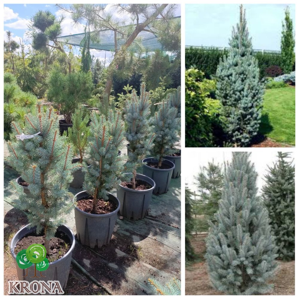 Саджанці купити Ялина колюча (Picea pungens) "Iseli Fastigiate"/H 65-85  см/ С 12 L